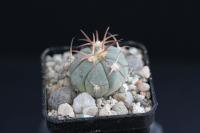 Echinocactus horizonthalonius VZD 923